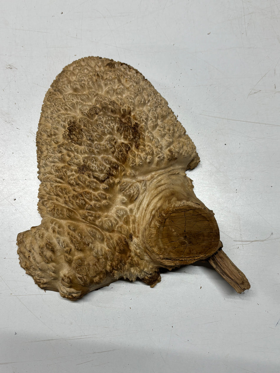 Brown Mallee Burl Blank 11" x 8" x 3" 5.6 Lbs #7043