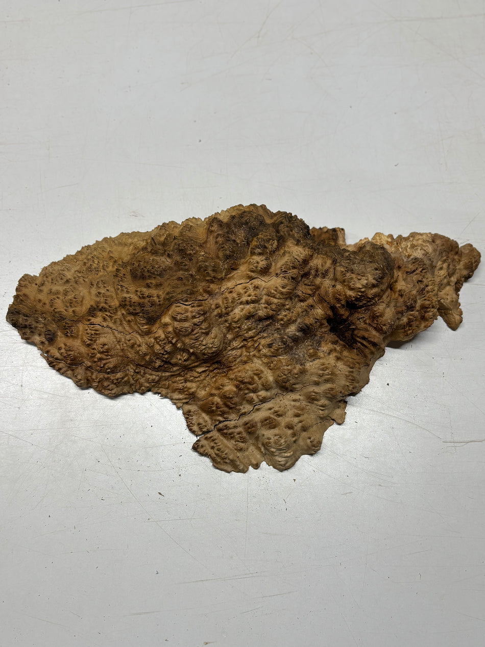 Brown Mallee Burl Blank 17" x 10" x 3" 6.2 Lbs #7045