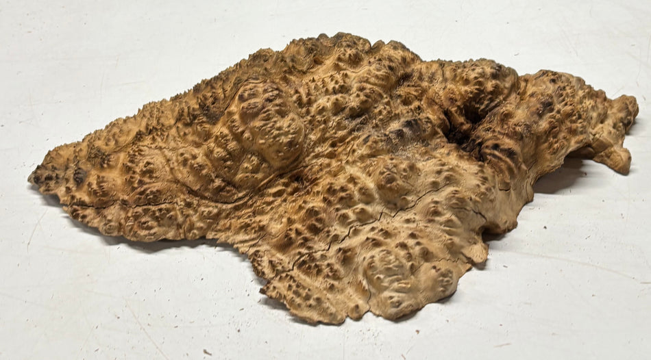 Brown Mallee Burl Blank 17" x 10" x 3" 6.2 Lbs #7045