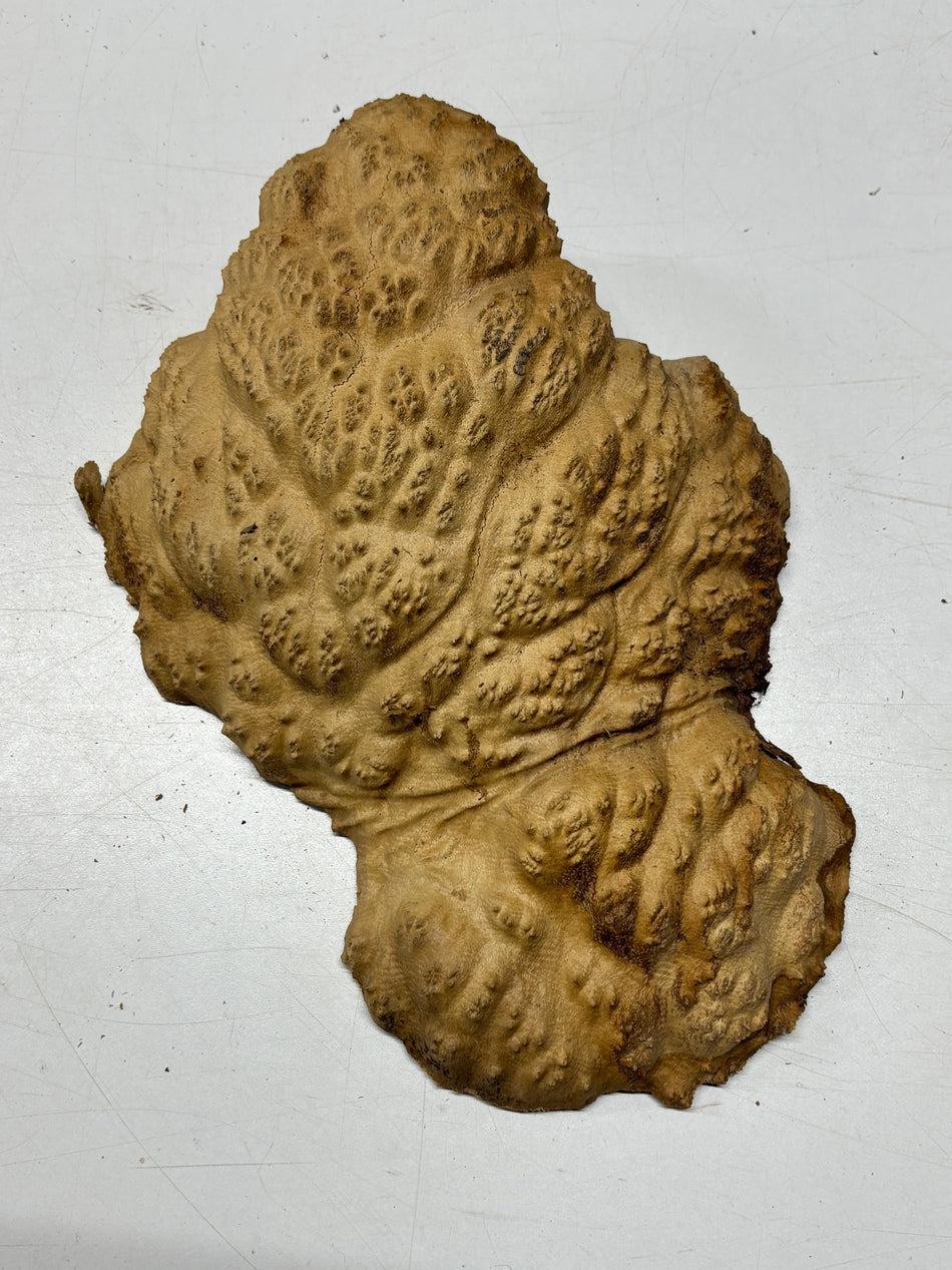 Brown Mallee Burl Blank 12" x 8" x 8" 6.1 Lbs #7046