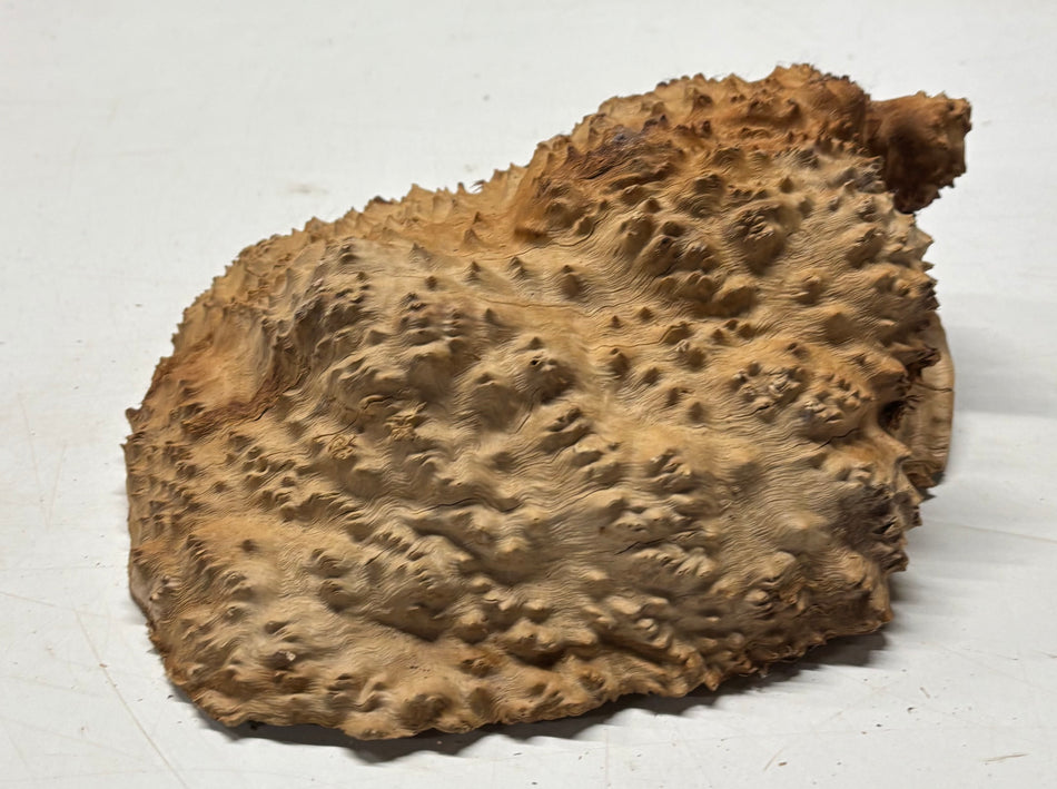 Brown Mallee Burl Blank 10" x 9" x 3" 5.4 Lbs #7047