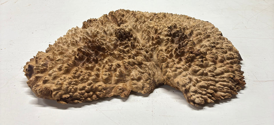 Brown Mallee Burl Blank 16" x 10" x 3" 9.2 Lbs #7048