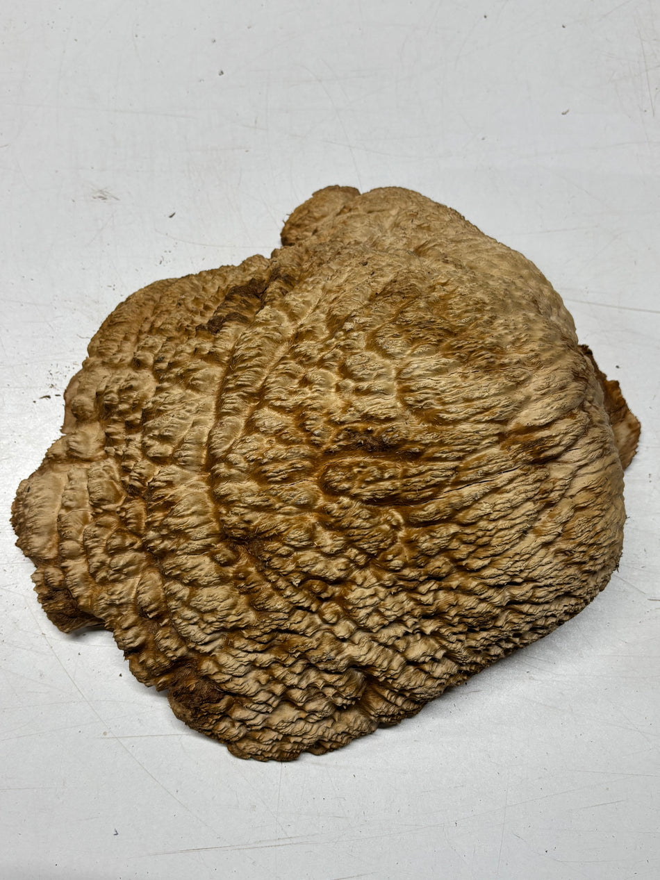 Brown Mallee Burl Blank 12.5" x 10" x 4" 9.2 Lbs #7049