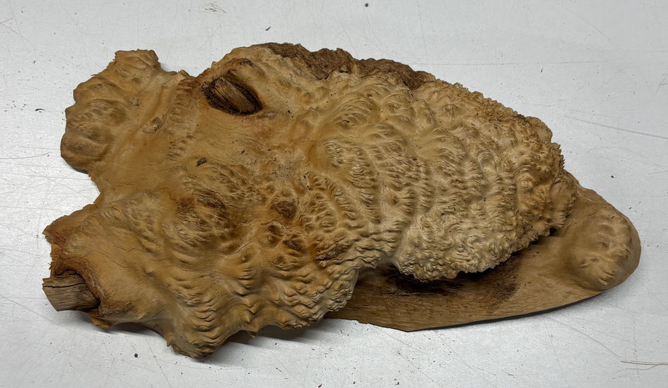 Brown Mallee Burl Blank 14" x 7.5" x 3" 6.6 Lbs #7050