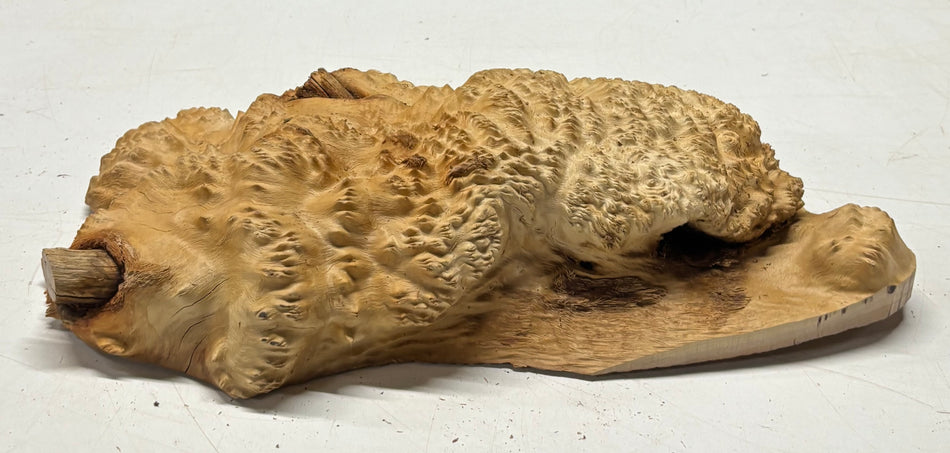 Brown Mallee Burl Blank 14" x 7.5" x 3" 6.6 Lbs #7050