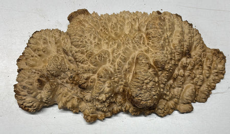Brown Mallee Burl Cap 14" x 7" x 3" 5.2 Lbs #7051 - Exotic Wood Zone