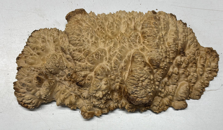 Brown Mallee Burl Cap 14" x 7" x 3" 5.2 Lbs #7051 - Exotic Wood Zone