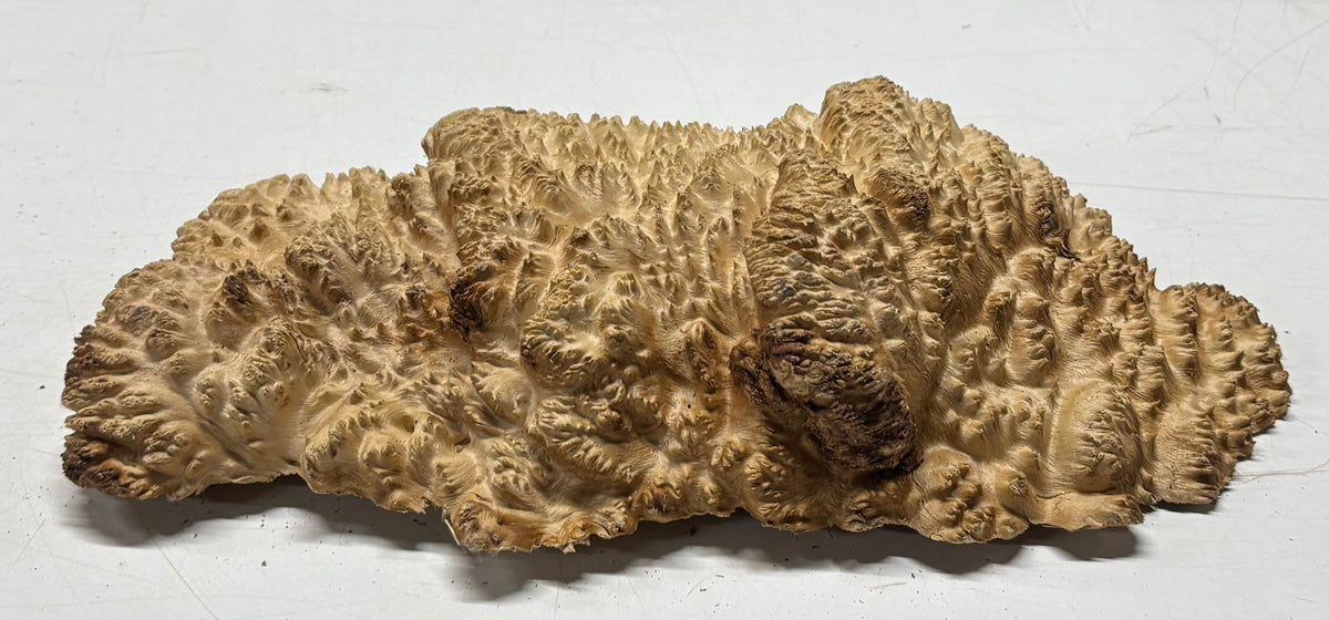 Brown Mallee Burl Cap 14" x 7" x 3" 5.2 Lbs #7051 - Exotic Wood Zone