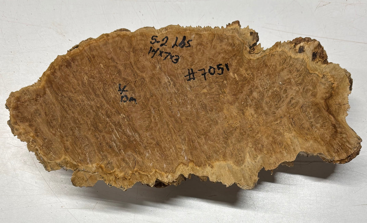 Brown Mallee Burl Cap 14" x 7" x 3" 5.2 Lbs #7051 - Exotic Wood Zone