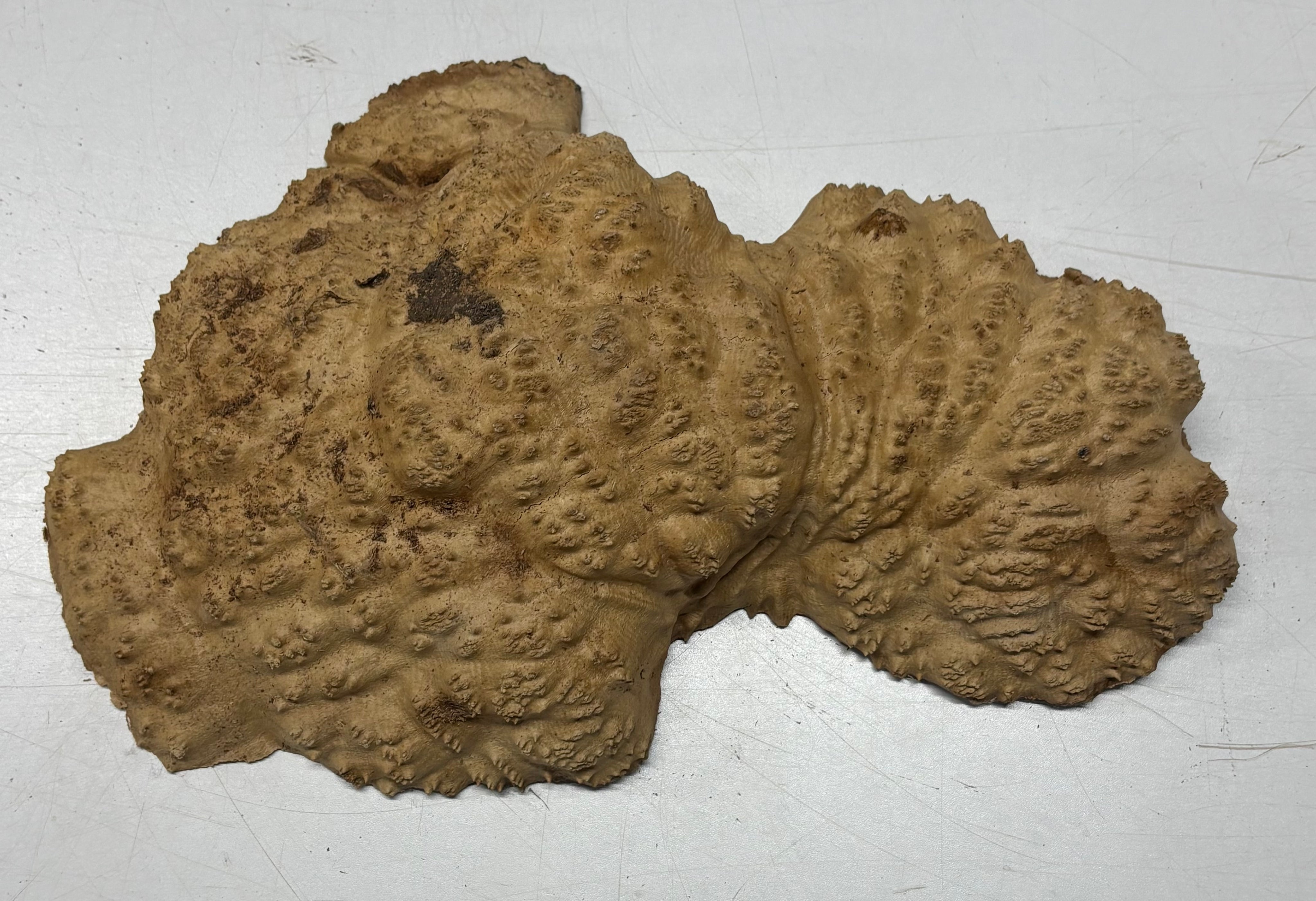 Brown Mallee Burl Cap 14" x 10" x 3" 5.7 Lbs #7052 - Exotic Wood Zone
