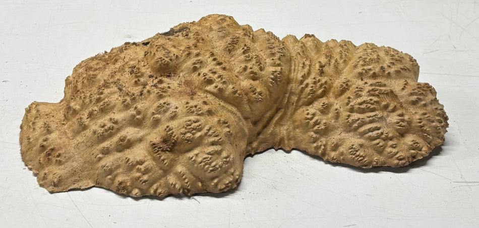 Brown Mallee Burl Cap 14" x 10" x 3" 5.7 Lbs #7052 - Exotic Wood Zone