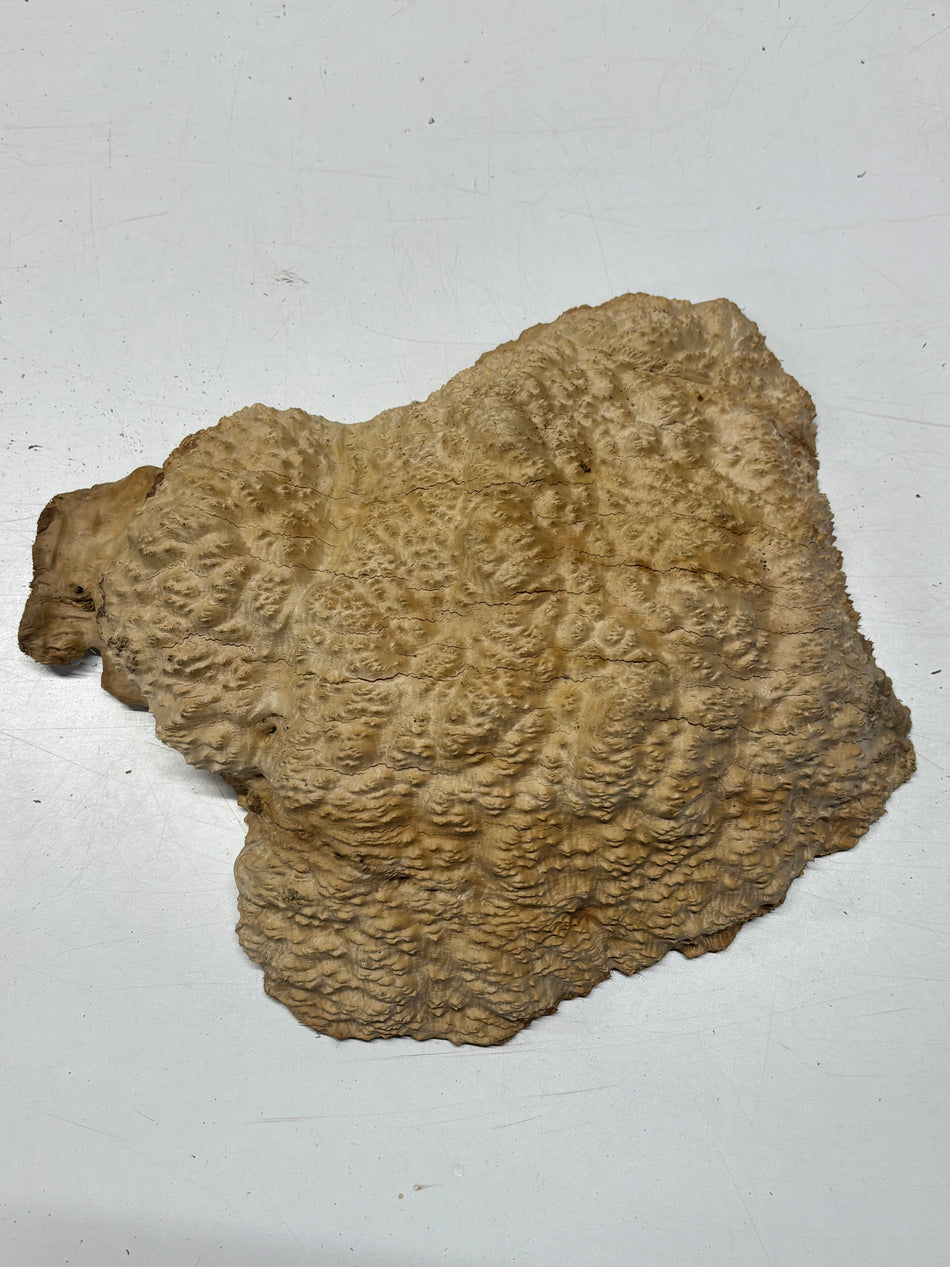 Brown Mallee Burl Cap 11" x 10" x 2.5" 9.25 Lbs #7053 - Exotic Wood Zone