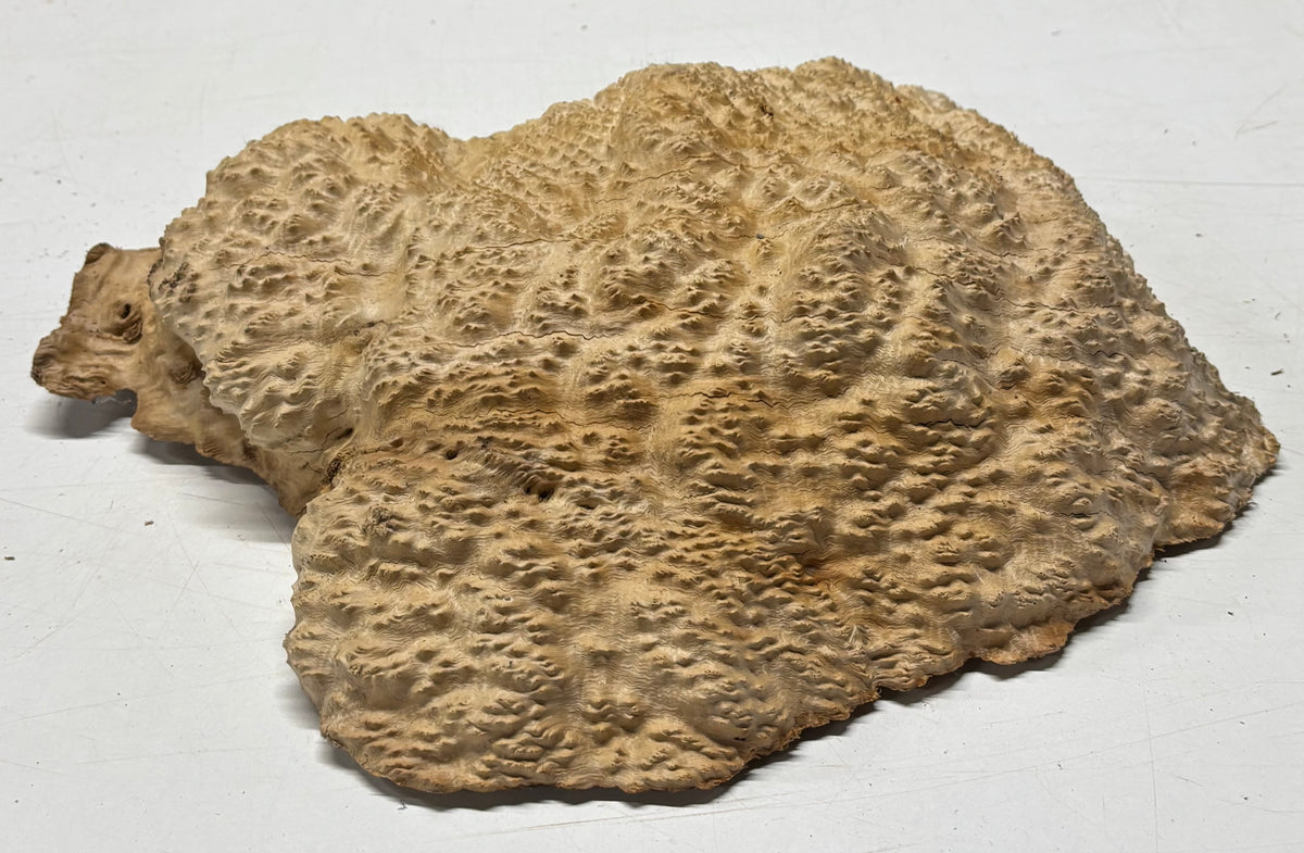 Brown Mallee Burl Cap 11" x 10" x 2.5" 9.25 Lbs #7053 - Exotic Wood Zone