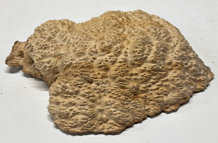 Brown Mallee Burl Cap 11" x 10" x 2.5" 9.25 Lbs #7053 - Exotic Wood Zone