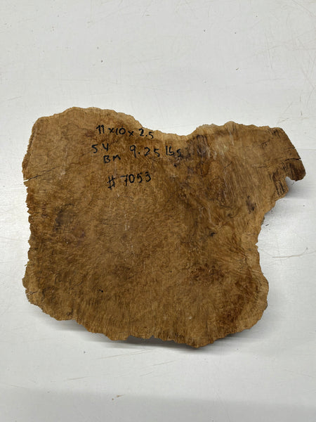 Brown Mallee Burl Cap 11" x 10" x 2.5" 9.25 Lbs #7053 - Exotic Wood Zone