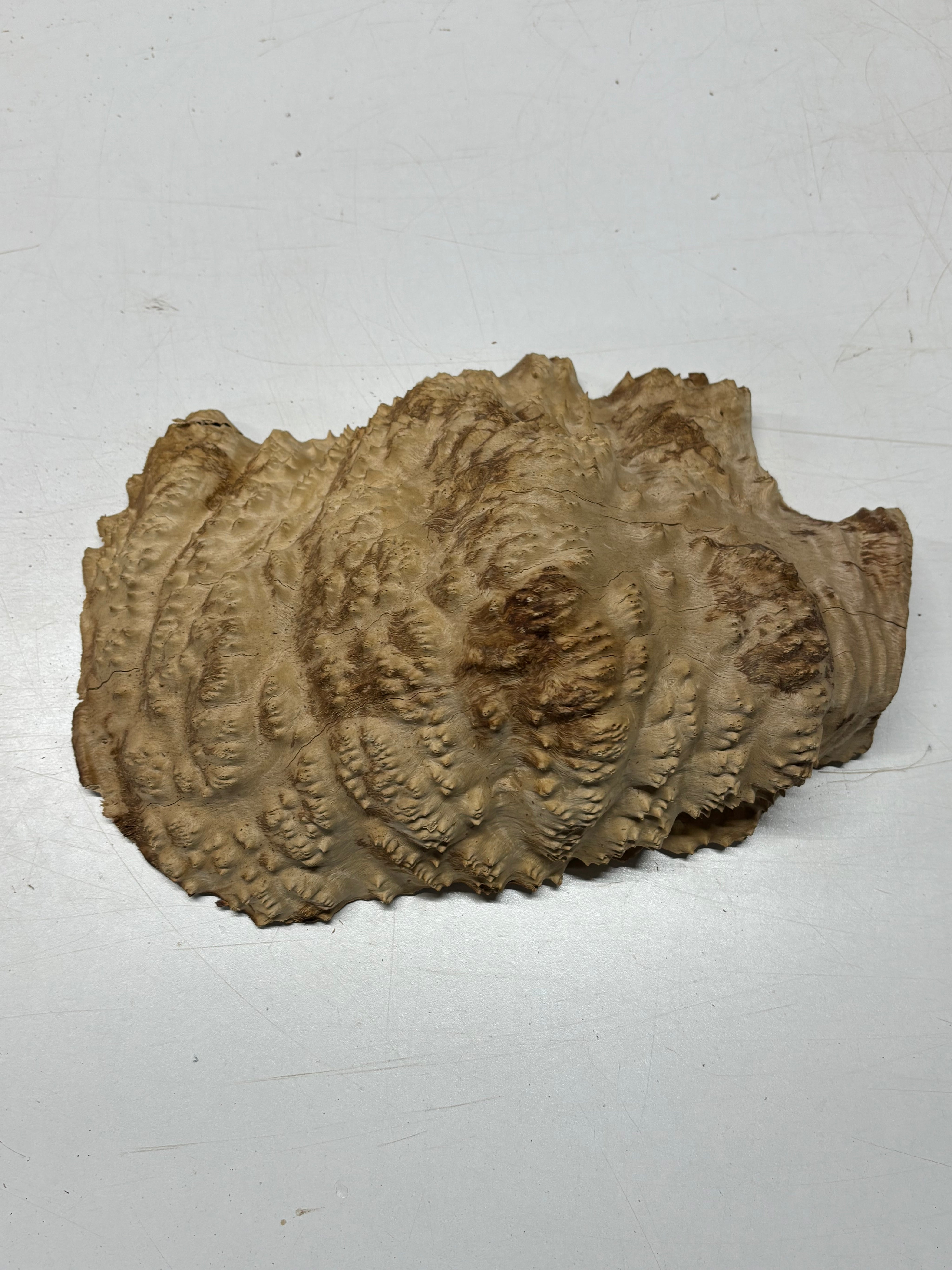 Brown Mallee Burl Cap 13" x 9" x 4" 9 Lbs #7054 - Exotic Wood Zone