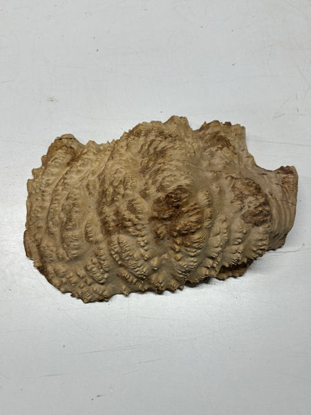 Brown Mallee Burl Cap 13" x 9" x 4" 9 Lbs #7054 - Exotic Wood Zone