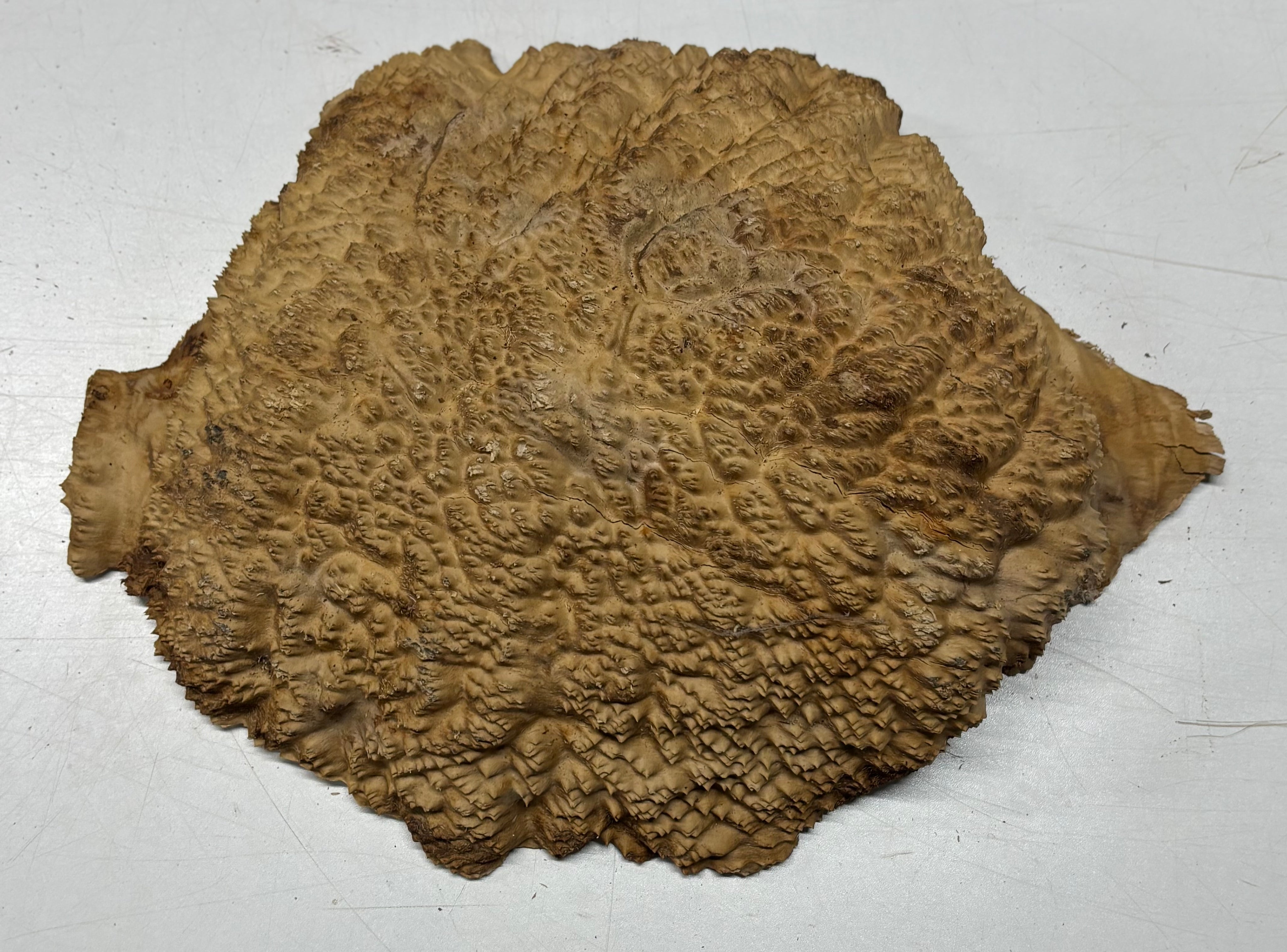 Brown Mallee Burl Cap 15" x 9.5" x 3" 8.35 Lbs #7055 - Exotic Wood Zone