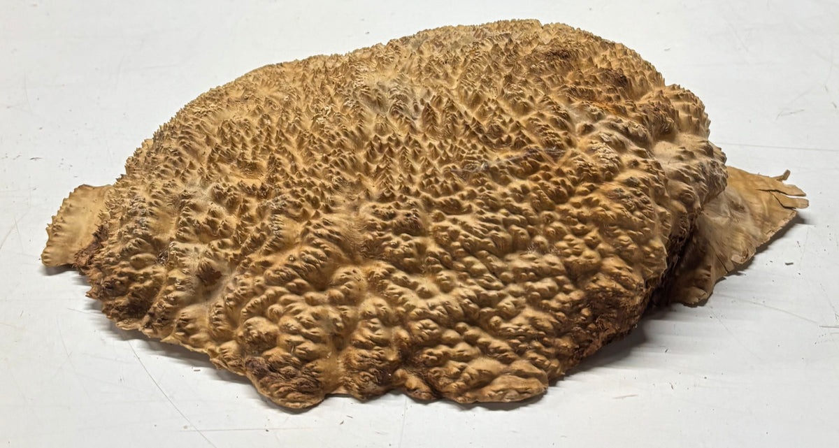 Brown Mallee Burl Cap 15" x 9.5" x 3" 8.35 Lbs #7055 - Exotic Wood Zone