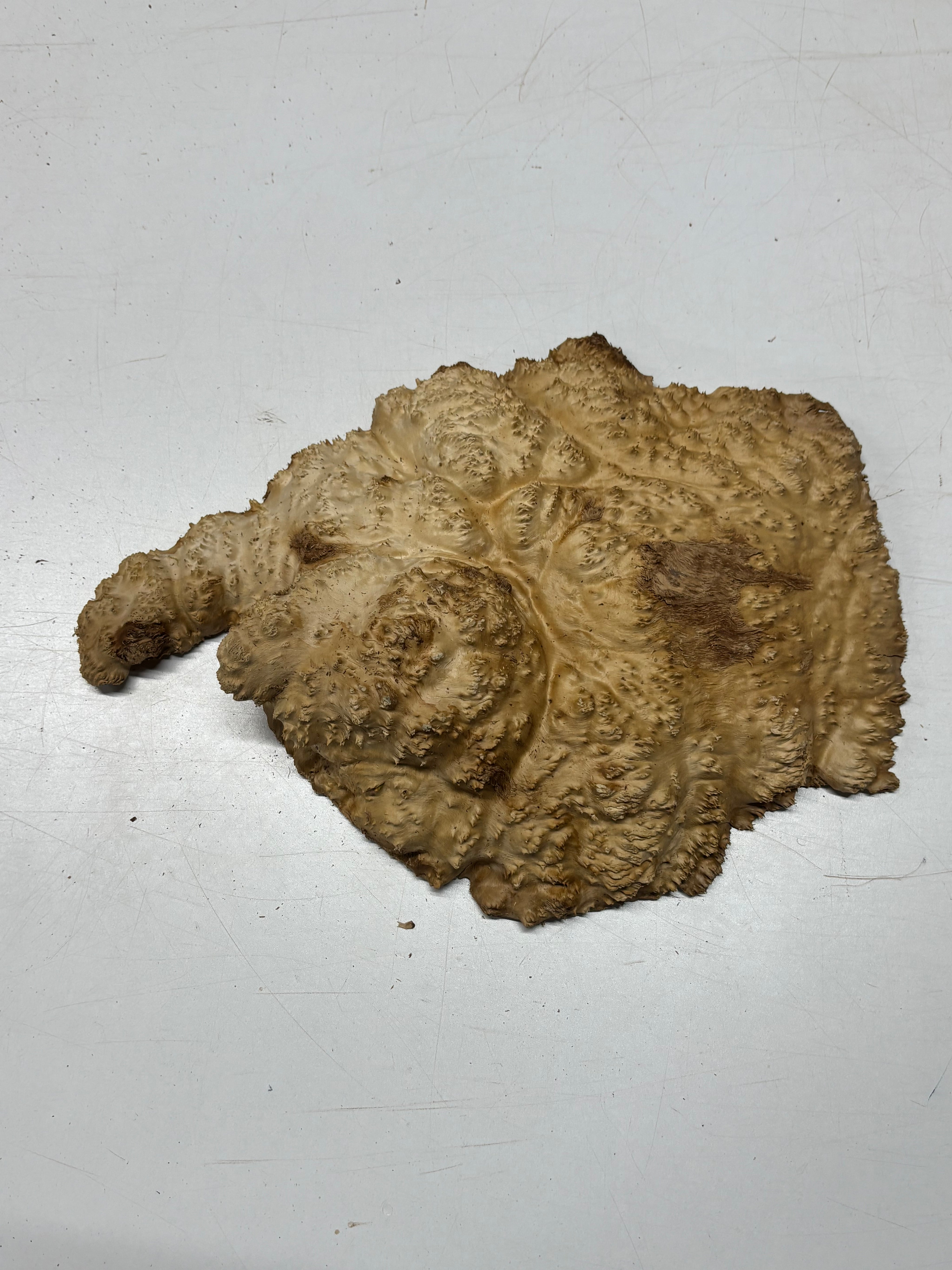 Brown Mallee Burl Cap 13" x 10" x 2.5" 7.3 Lbs #7056 - Exotic Wood Zone