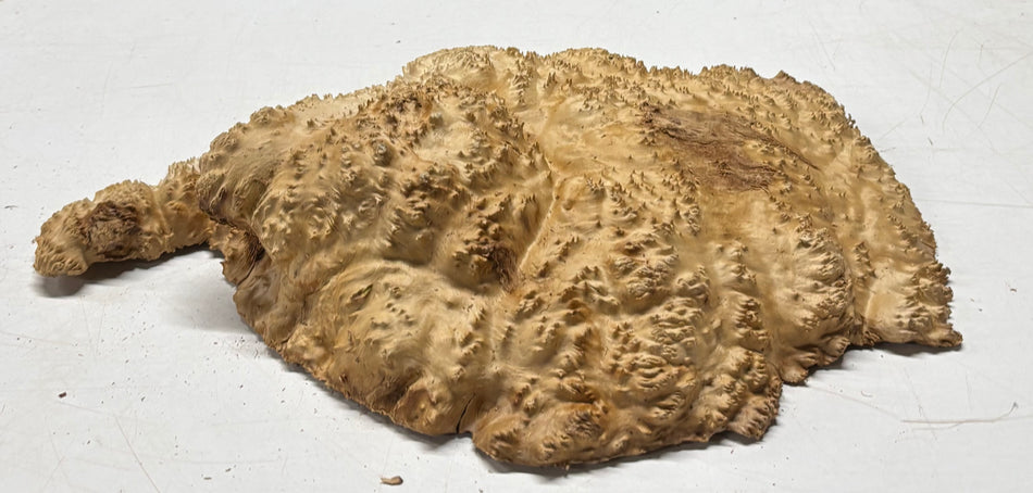 Brown Mallee Burl Cap 13" x 10" x 2.5" 7.3 Lbs #7056 - Exotic Wood Zone
