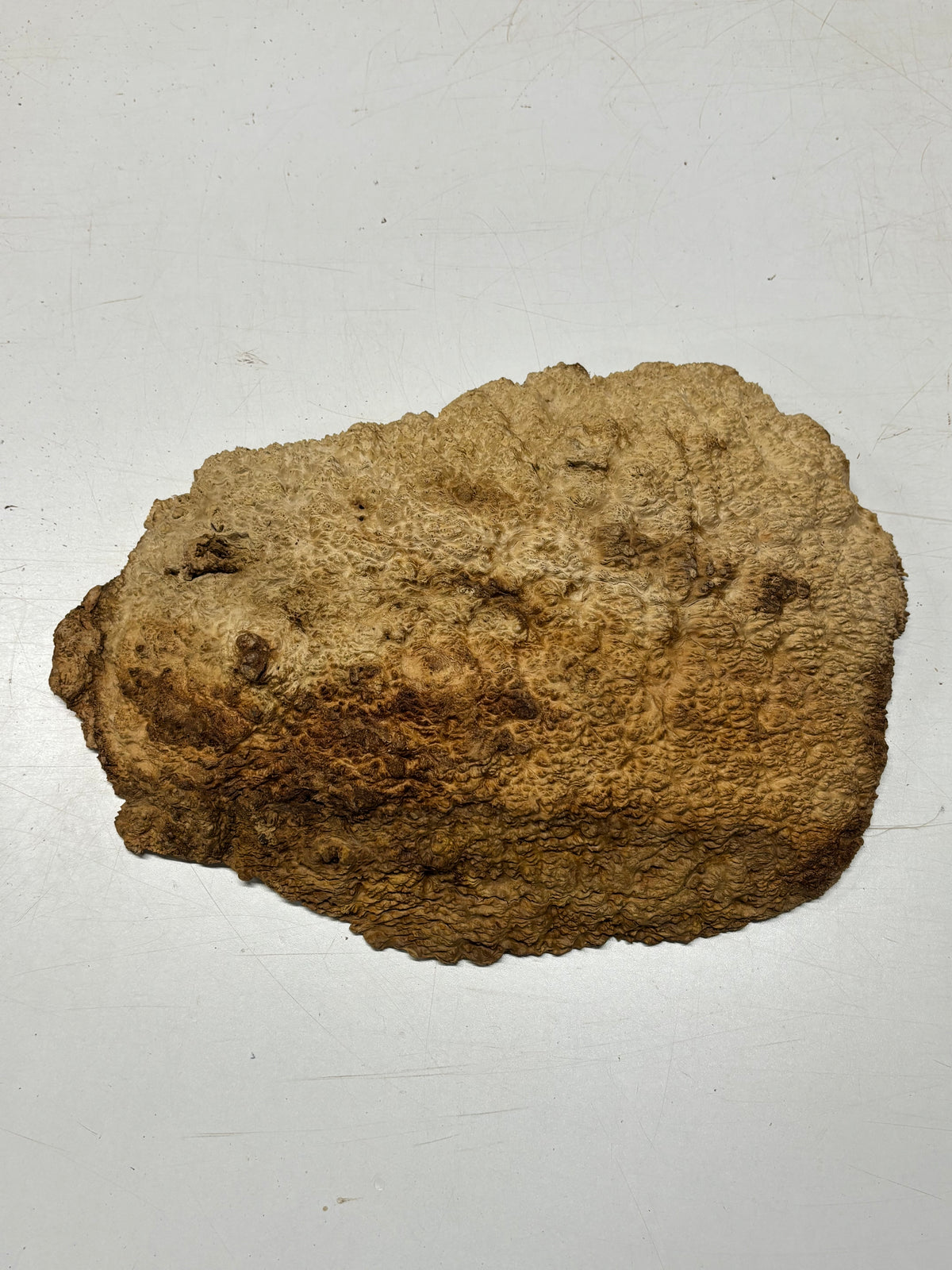 Brown Mallee Burl Cap 16" x 8.5" x 2" 8.45 Lbs #7057 - Exotic Wood Zone