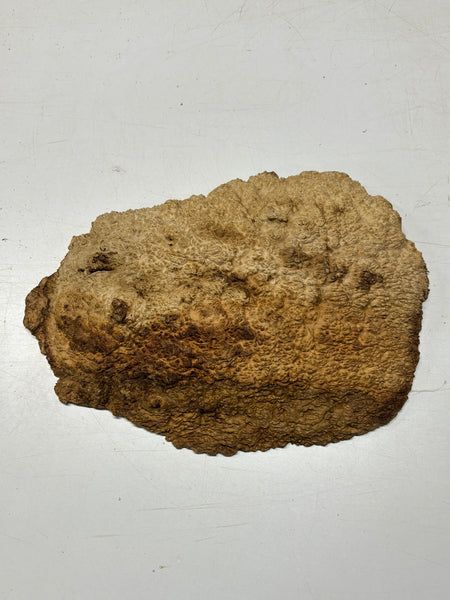 Brown Mallee Burl Cap 16" x 8.5" x 2" 8.45 Lbs #7057 - Exotic Wood Zone