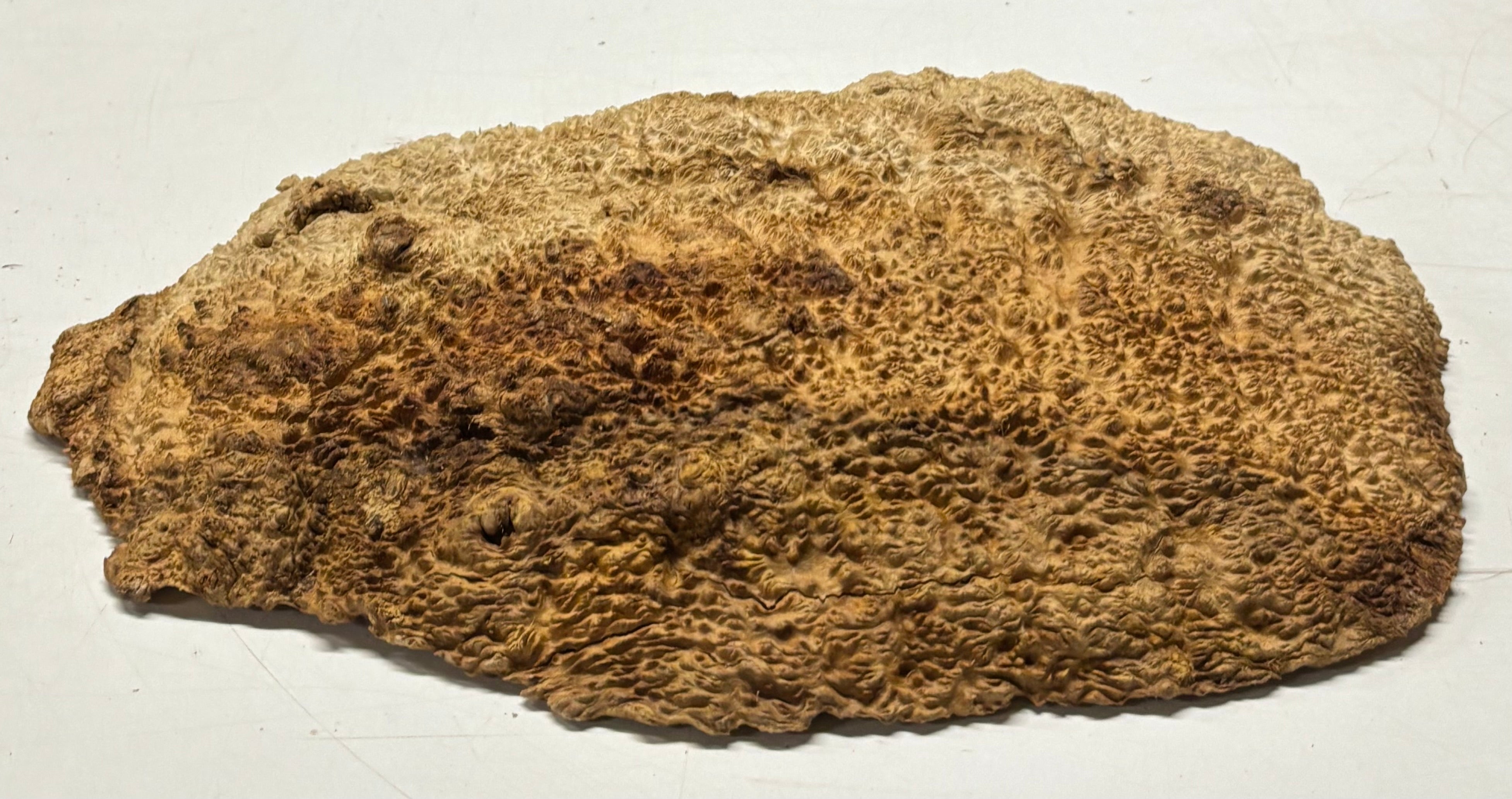 Brown Mallee Burl Cap 16" x 8.5" x 2" 8.45 Lbs #7057 - Exotic Wood Zone