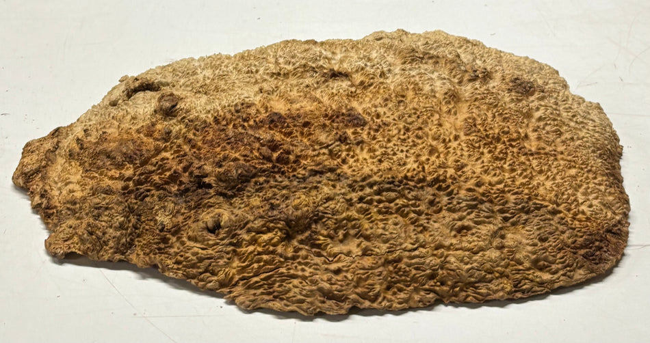 Brown Mallee Burl Cap 16" x 8.5" x 2" 8.45 Lbs #7057 - Exotic Wood Zone