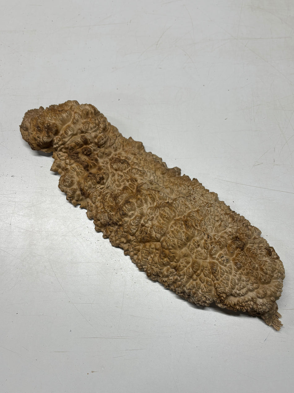 Brown Mallee Burl Cap 21" x 7" x 2" 6.1 Lbs #7058 - Exotic Wood Zone