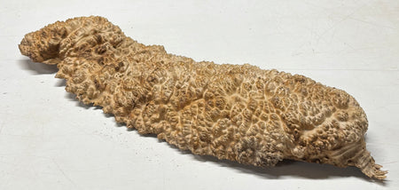 Brown Mallee Burl Cap 21" x 7" x 2" 6.1 Lbs #7058 - Exotic Wood Zone