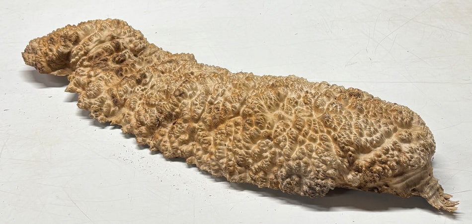 Brown Mallee Burl Cap 21" x 7" x 2" 6.1 Lbs #7058 - Exotic Wood Zone