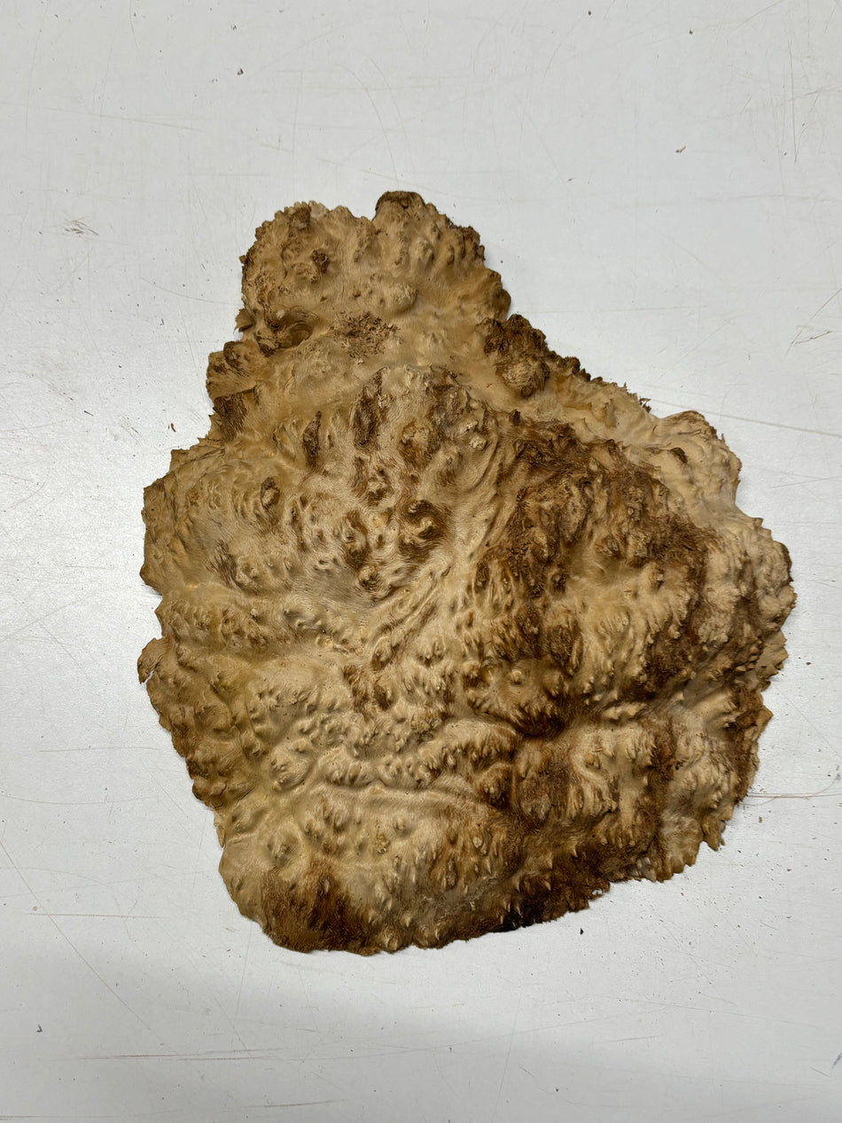 Brown Mallee Burl Cap 12" x 10" x 2" 5 Lbs #7059 - Exotic Wood Zone