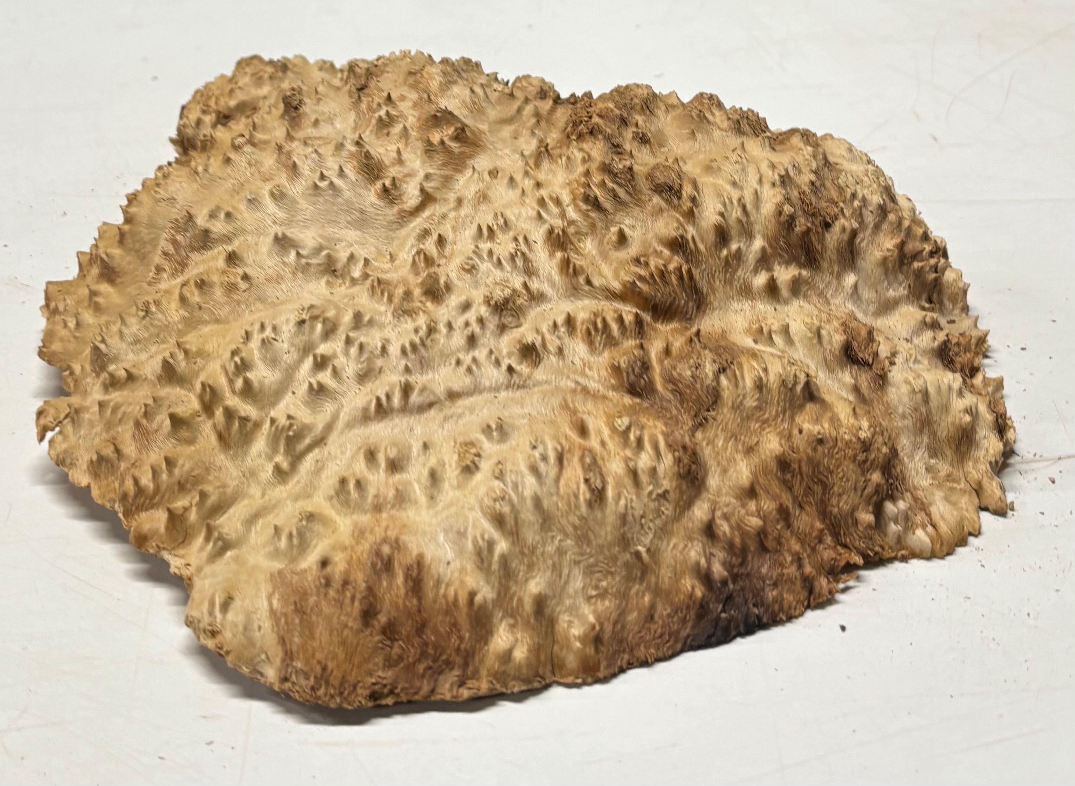 Brown Mallee Burl Cap 12" x 10" x 2" 5 Lbs #7059 - Exotic Wood Zone