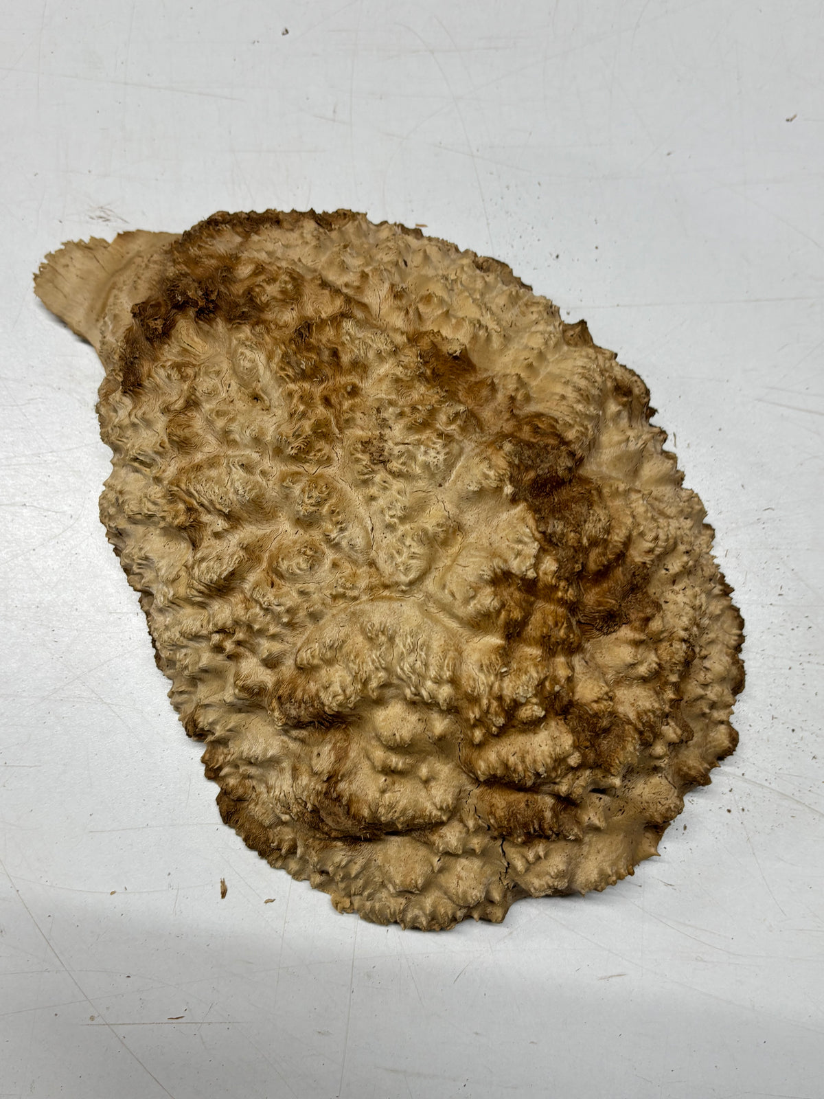 Brown Mallee Burl Cap 11" x 8.5" x 3" 5.7 Lbs #7060 - Exotic Wood Zone