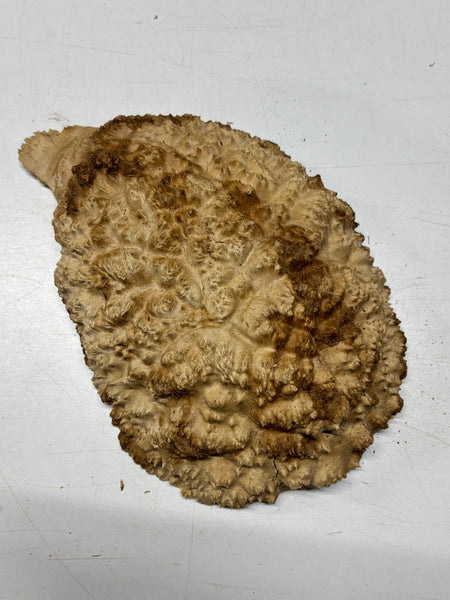 Brown Mallee Burl Cap 11" x 8.5" x 3" 5.7 Lbs #7060 - Exotic Wood Zone