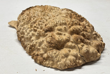 Brown Mallee Burl Cap 11" x 8.5" x 3" 5.7 Lbs #7060 - Exotic Wood Zone