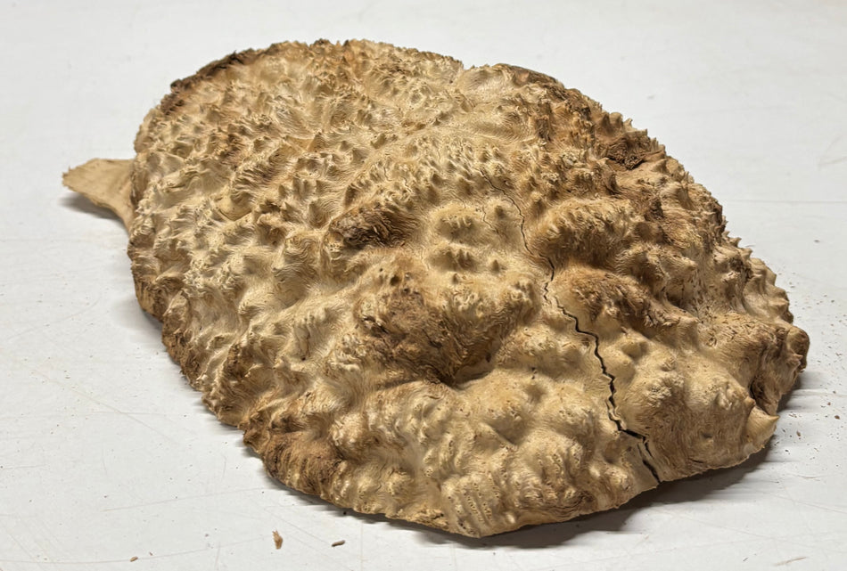 Brown Mallee Burl Cap 11" x 8.5" x 3" 5.7 Lbs #7060 - Exotic Wood Zone