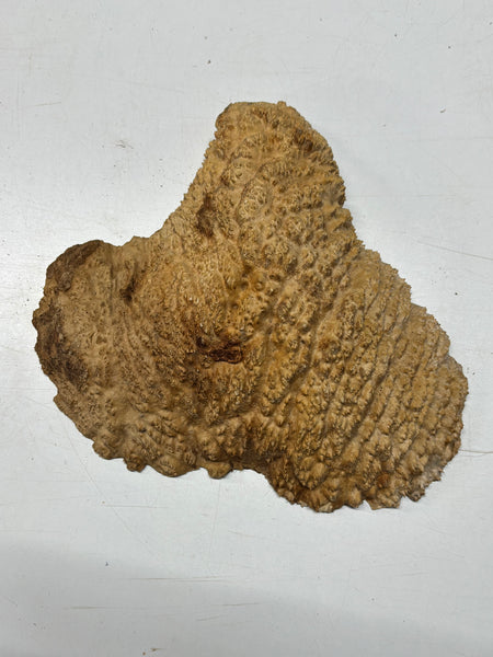 Brown Mallee Burl Cap 14" x 12" x 2" 6.8 Lbs #7061 - Exotic Wood Zone