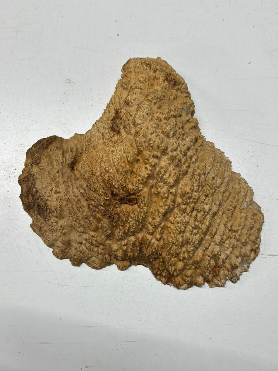 Brown Mallee Burl Cap 14" x 12" x 2" 6.8 Lbs #7061 - Exotic Wood Zone