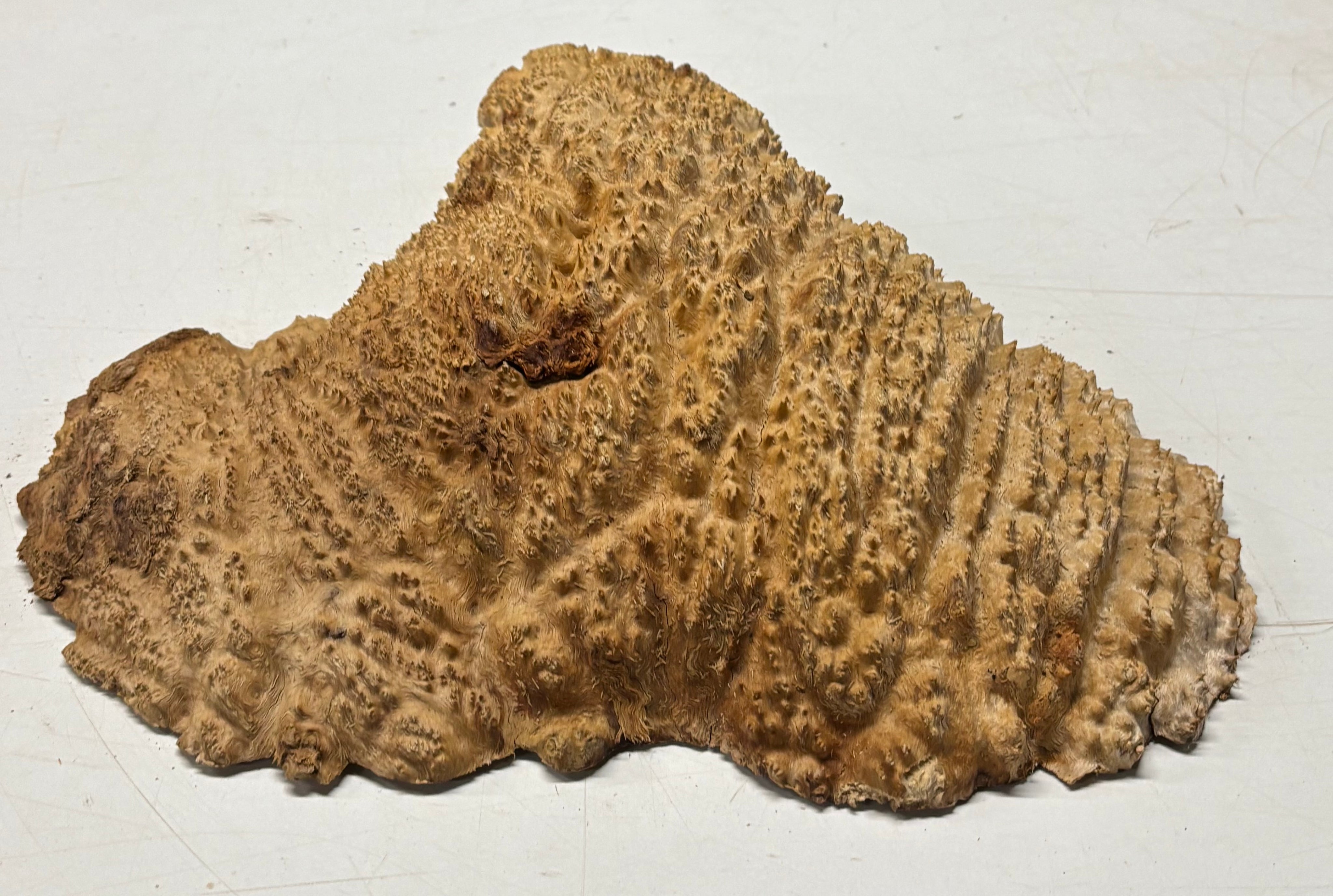 Brown Mallee Burl Cap 14" x 12" x 2" 6.8 Lbs #7061 - Exotic Wood Zone