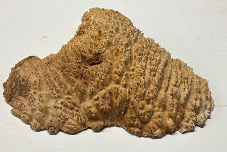 Brown Mallee Burl Cap 14" x 12" x 2" 6.8 Lbs #7061 - Exotic Wood Zone