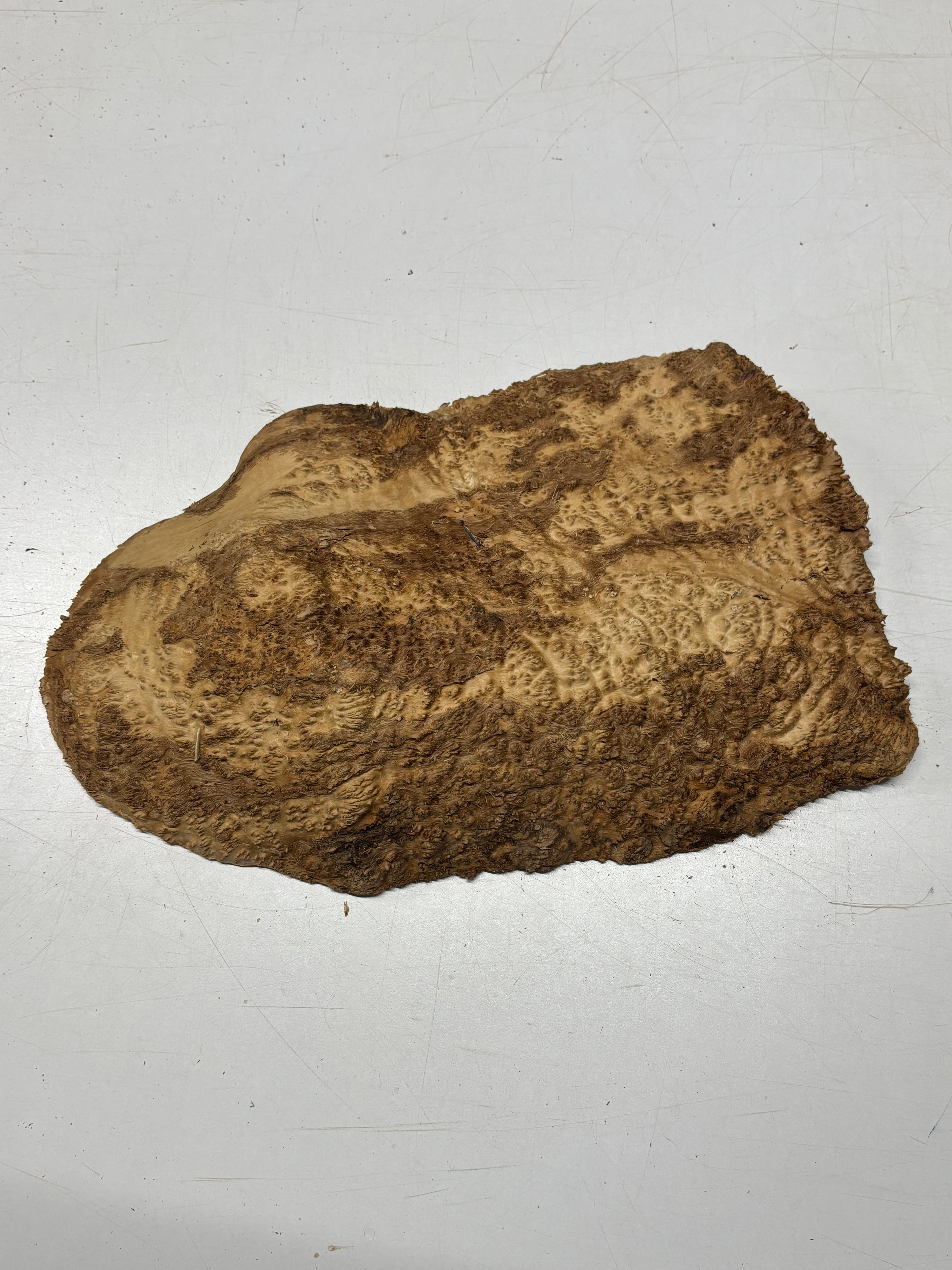Brown Mallee Burl Cap 16" x 10" x 2" 6.4 Lbs #7062 - Exotic Wood Zone
