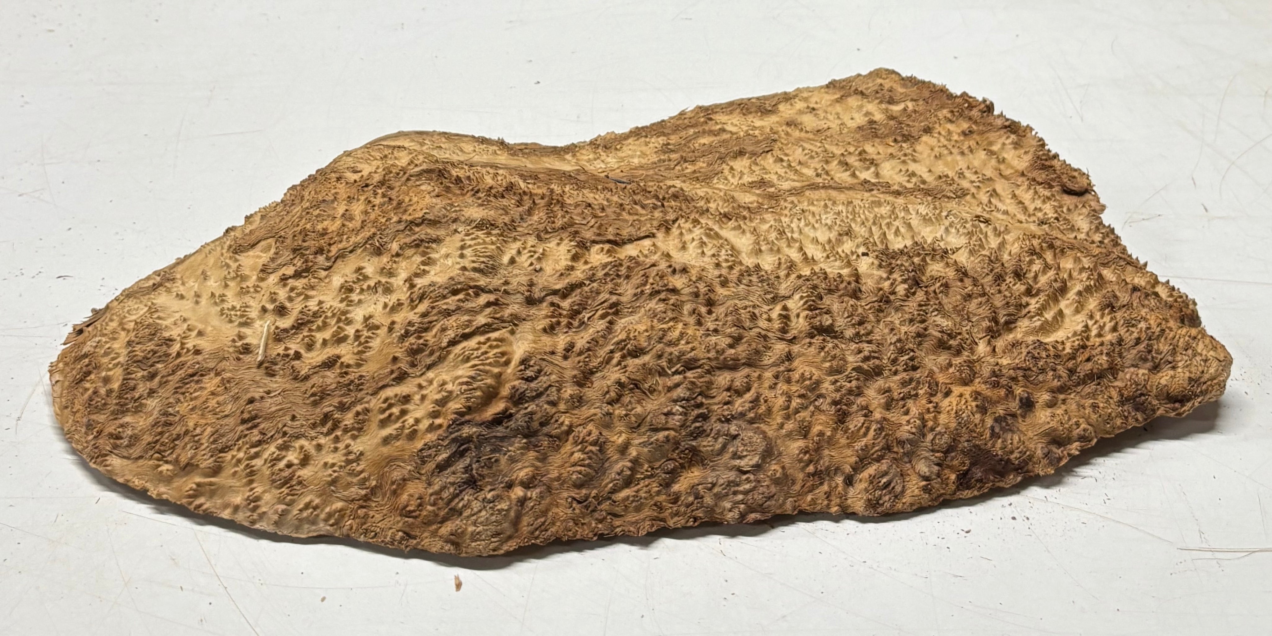 Brown Mallee Burl Cap 16" x 10" x 2" 6.4 Lbs #7062 - Exotic Wood Zone