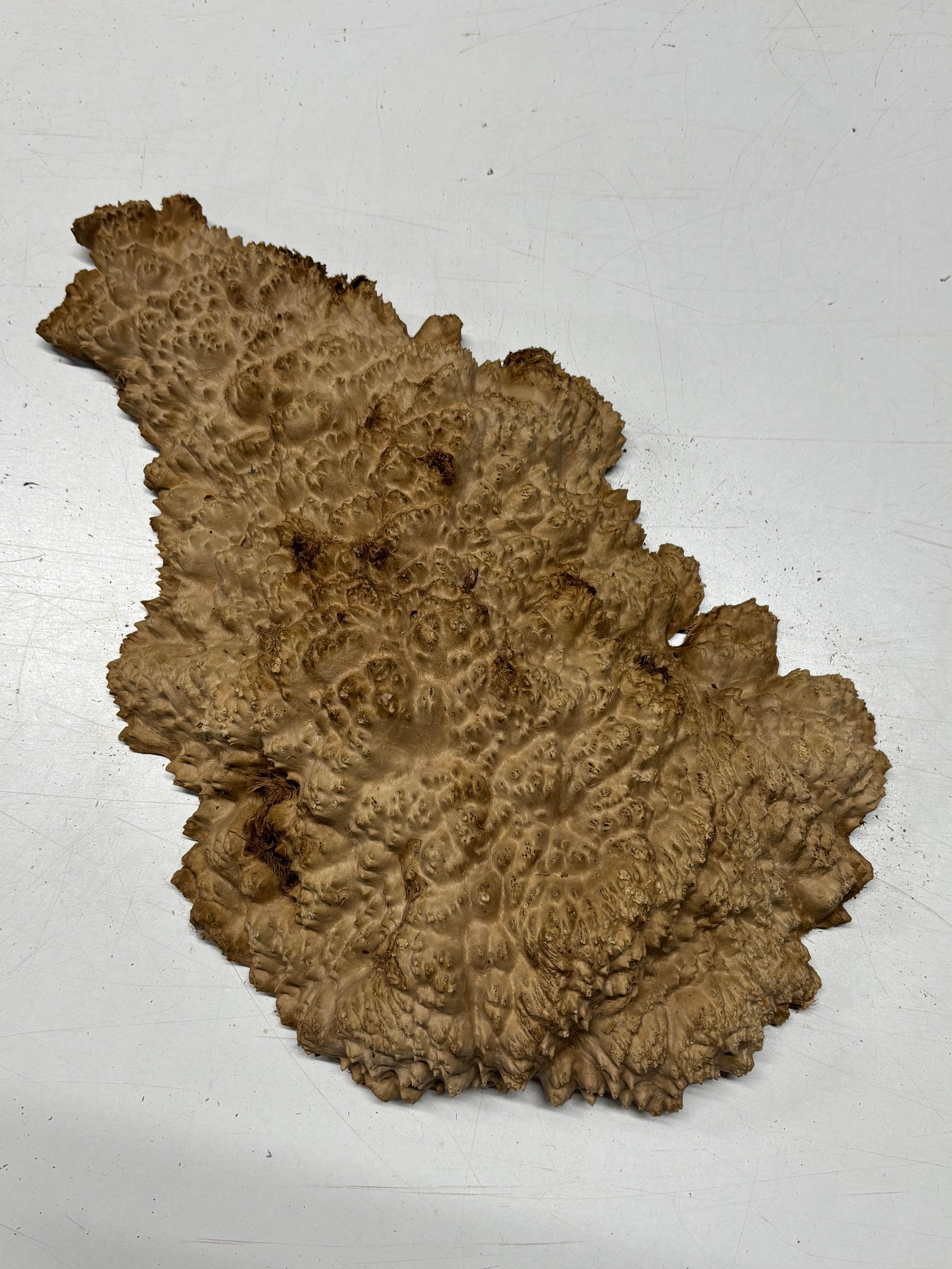 Brown Mallee Burl Cap 16" x 9" x 2" 6.4 Lbs #7063 - Exotic Wood Zone