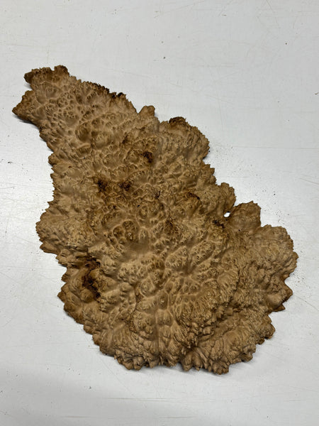 Brown Mallee Burl Cap 16" x 9" x 2" 6.4 Lbs #7063 - Exotic Wood Zone