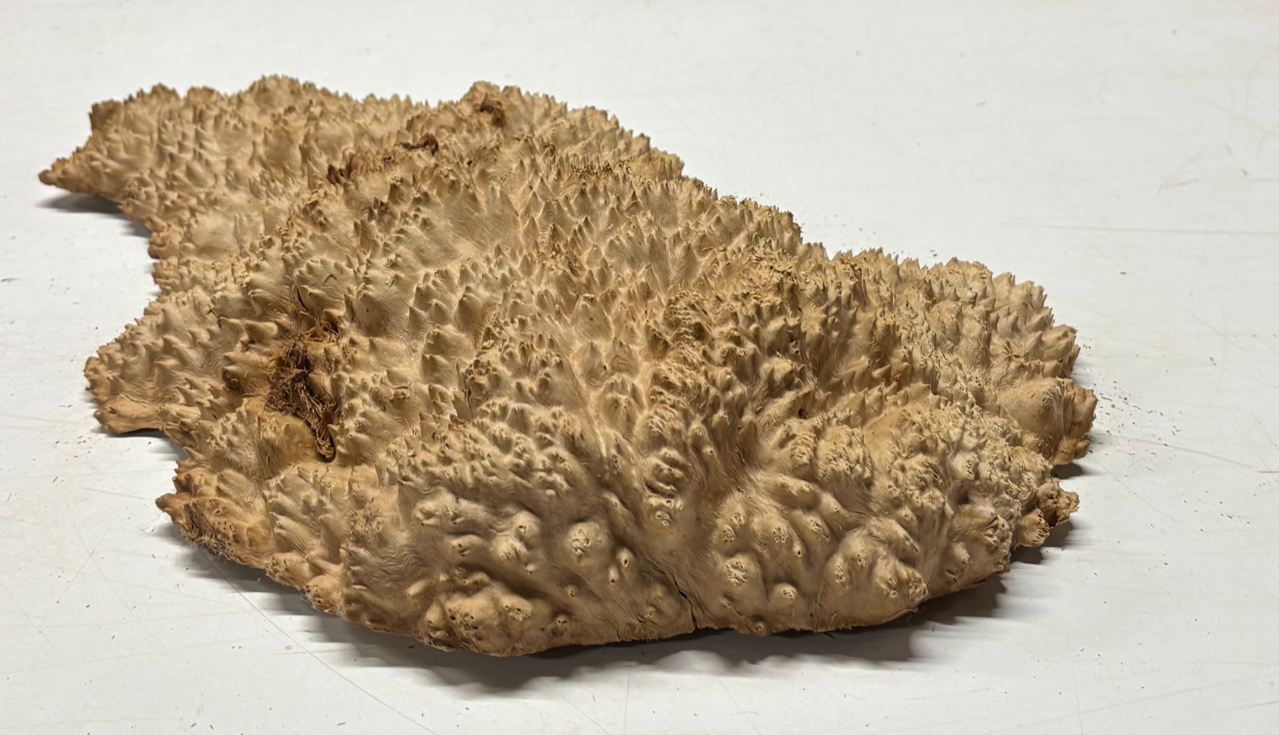 Brown Mallee Burl Cap 16" x 9" x 2" 6.4 Lbs #7063 - Exotic Wood Zone