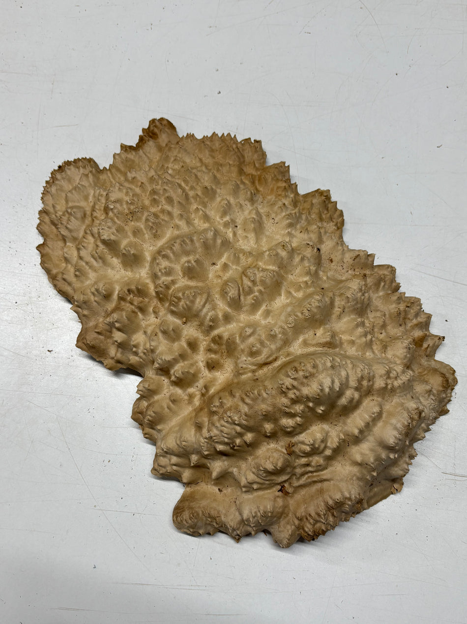 Brown Mallee Burl Cap 15" x 9" x 3" 6.5 Lbs #7064 - Exotic Wood Zone