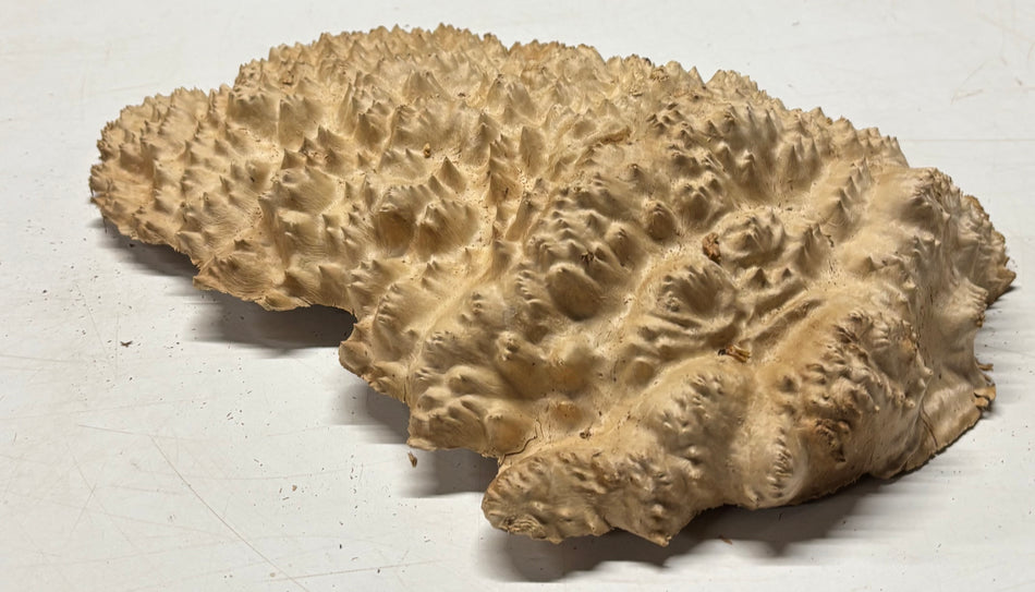 Brown Mallee Burl Cap 15" x 9" x 3" 6.5 Lbs #7064 - Exotic Wood Zone