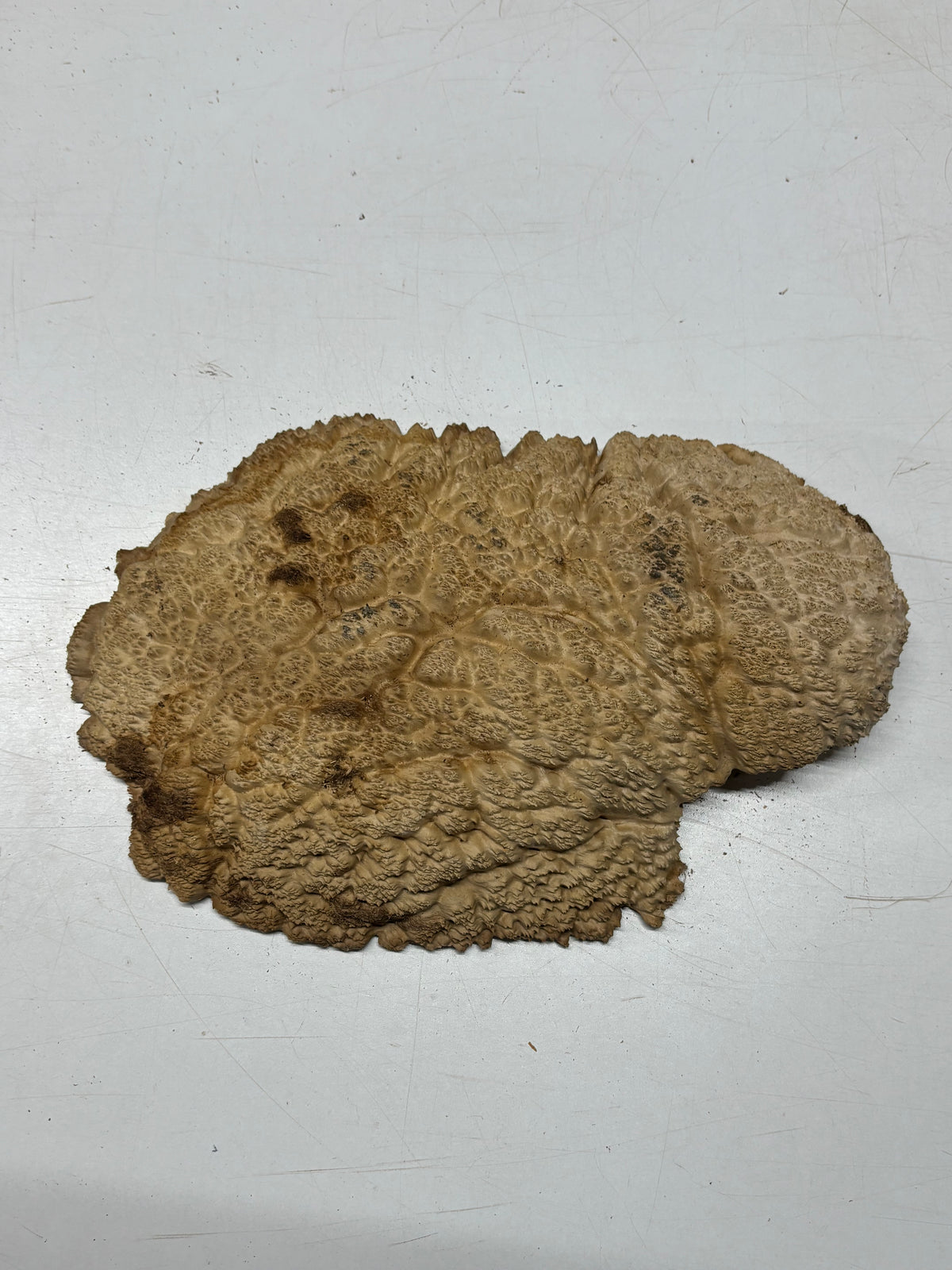 Brown Mallee Burl Cap 14" x 7" x 2" 5.2 Lbs #7065 - Exotic Wood Zone